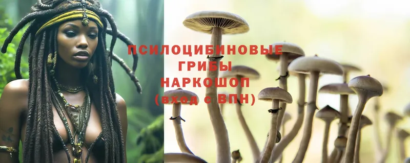 где продают   Ясногорск  Псилоцибиновые грибы Psilocybine cubensis 